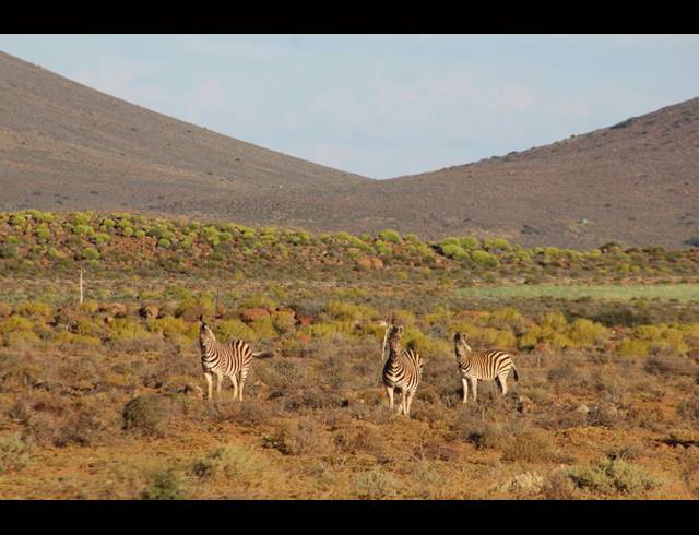 3,107HA FARM FOR SALE IN CALVINIA RURAL